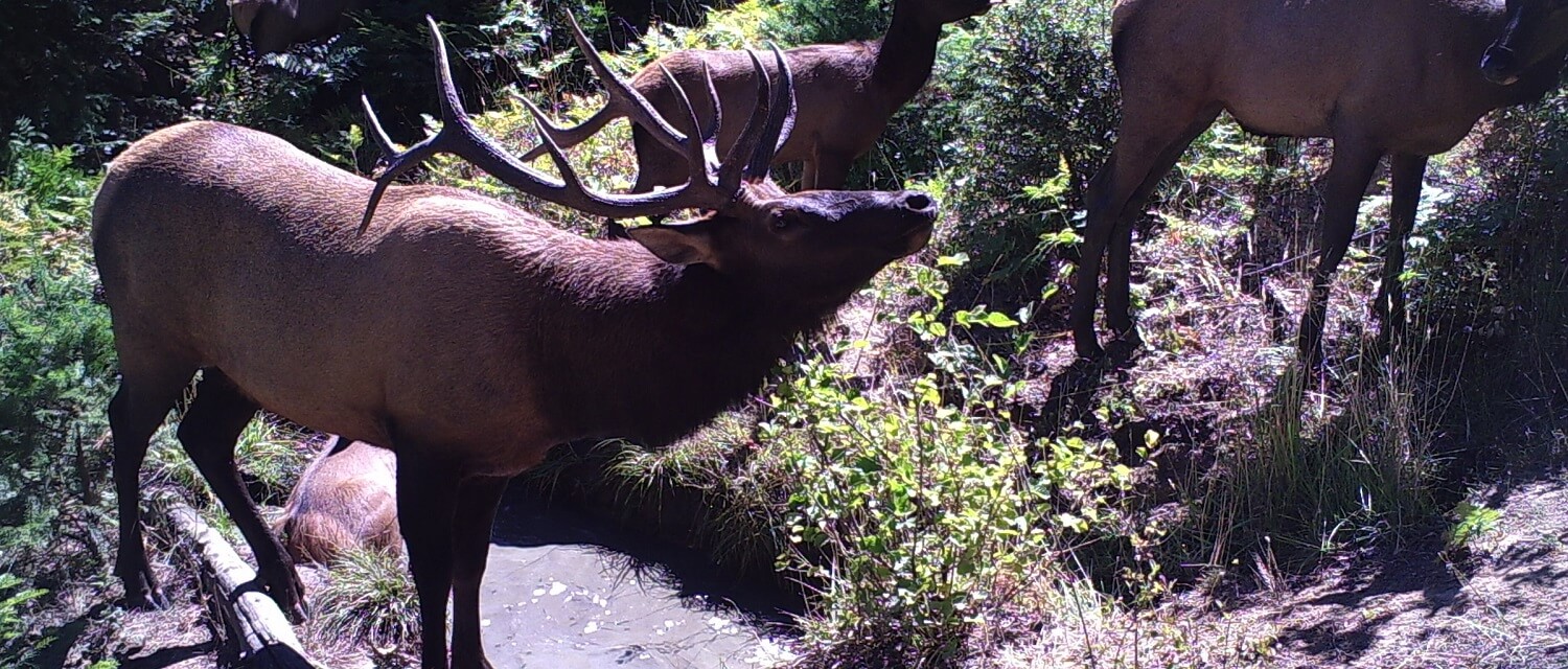 elk wallow