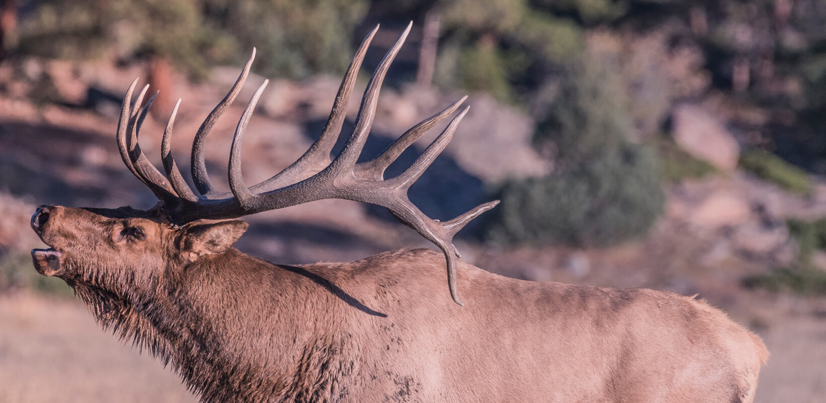 Bull elk